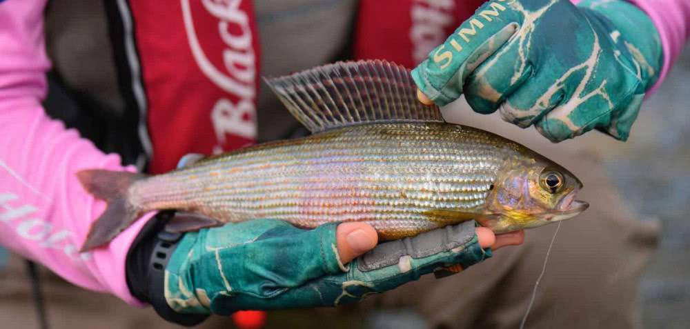 其中北冰洋水系的鱼种有西伯利亚鲟,哲罗鲑,北极茴,白纹狗鱼,金鲫等22