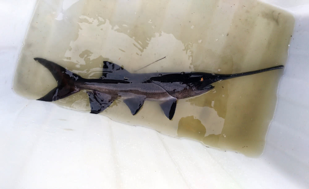 嘴像鸭嘴扁扁长长,前方有两个鼻孔,被成为"不用吐骨头的鱼"