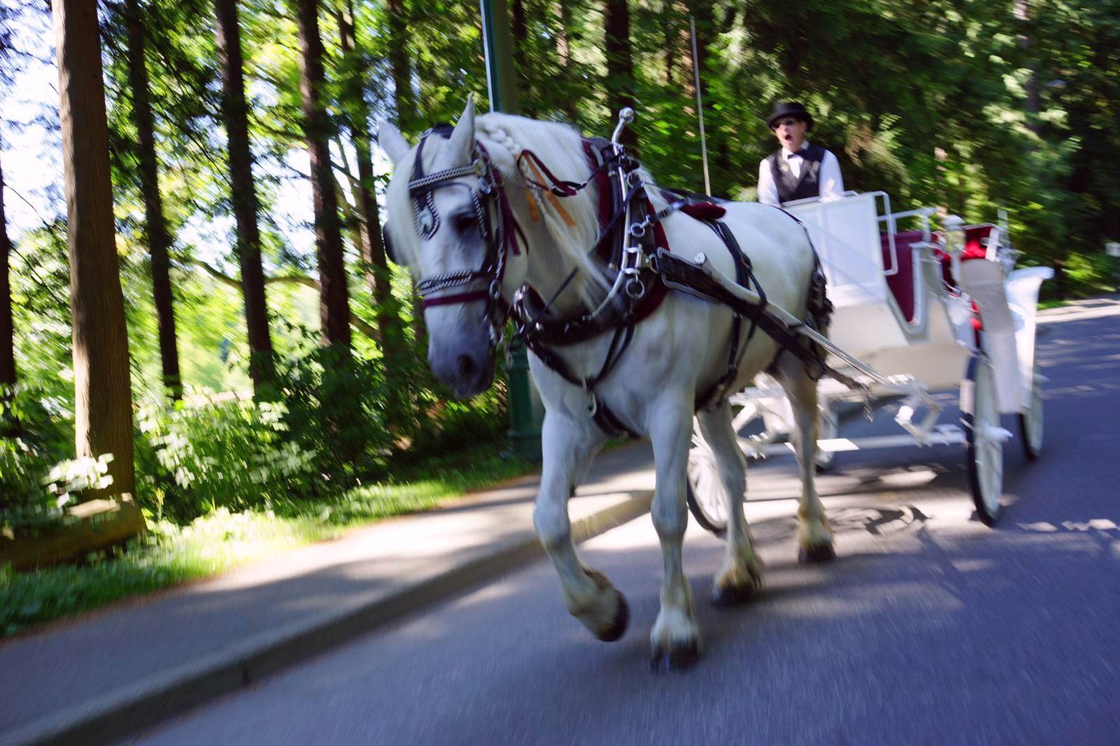 第二天来到斯坦利公园,居然看到了马车,而且是白马拉着白马车,只是