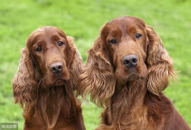 爱尔兰塞特犬喂养常识你要了解什么