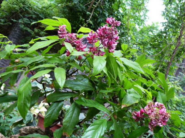 生长在深山里的鸡血藤掰断会有红色汁液如今价值极其珍贵