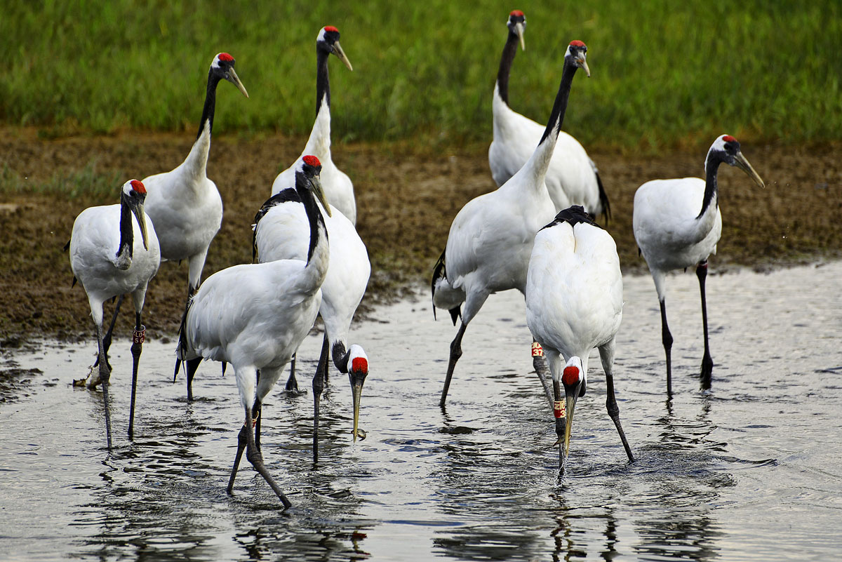 看完仙鹤放飞,可以走入湿地东面的木栈道,那里有曲折的小河道,沿途都