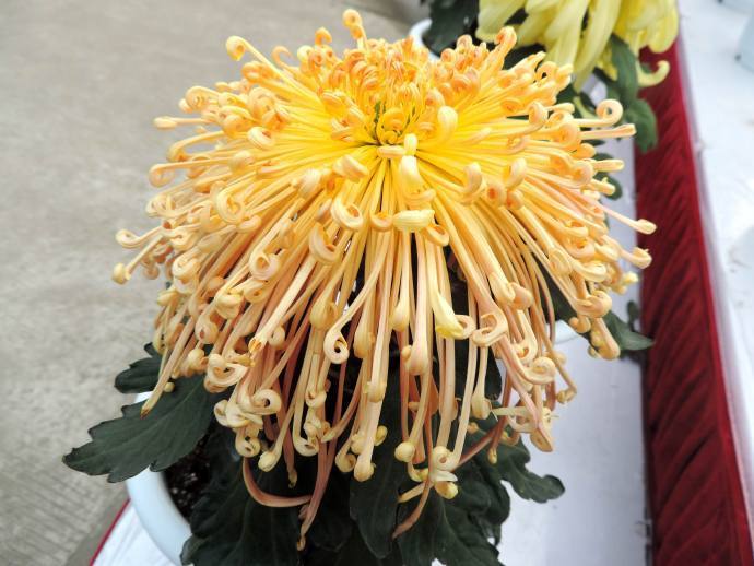 喜欢赏花,不妨养盆优良名菊"飞鸟美人",如凤凰涅盘,浴火重生