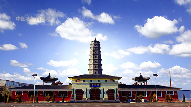 风格迥异五寨沟!一县一品公益助农,山西五寨农特产品茴子白