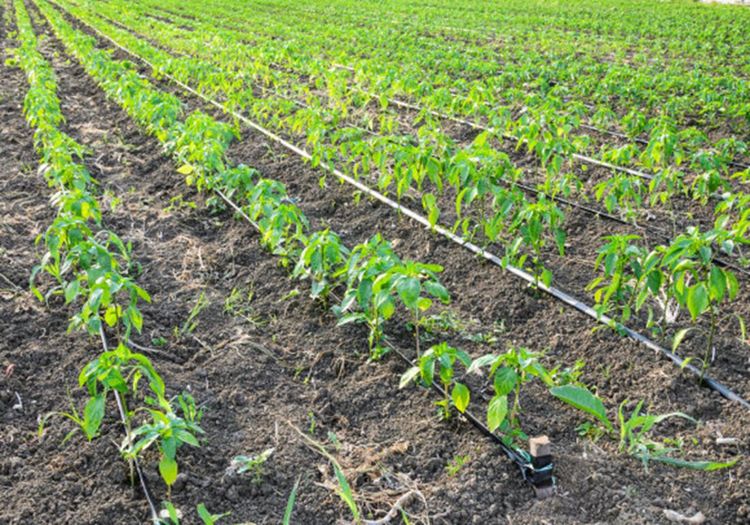 大豆种植想要高产可能是整地没做好掌握下面技巧