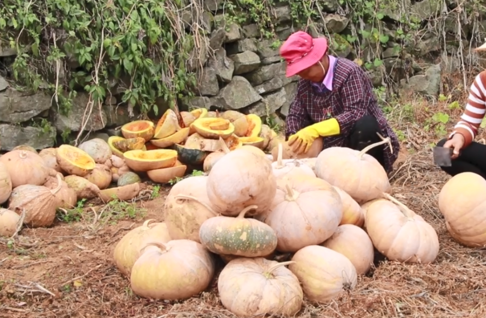 丢弃的南瓜堆积成山,农民辛苦种植只为挖瓜子,看着真可惜