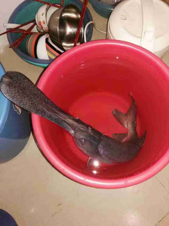 嘴像鸭嘴扁扁长长,前方有两个鼻孔,被成为"不用吐骨头的鱼"