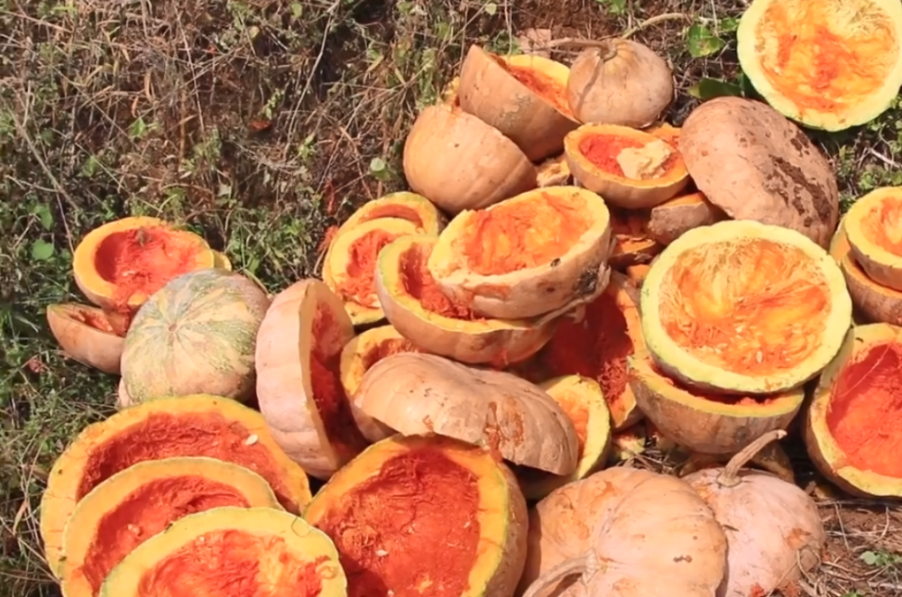 丢弃的南瓜堆积成山,农民辛苦种植只为挖瓜子,看着真可惜