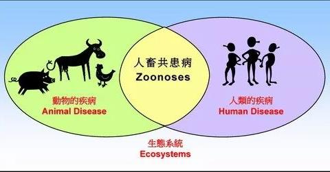 这些常见的人畜共患疾病一不小心,就会被感染,你又知道几个?|狂犬病|过敏_新浪新闻