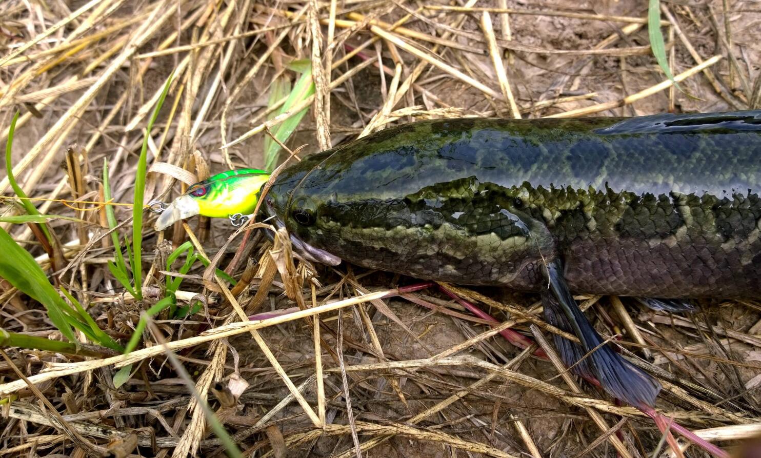 可长到1米长江火头鱼入侵美国鸟类都是它食物离水也能活