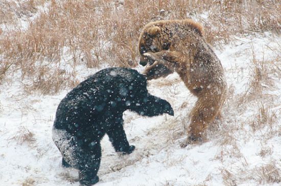 都是"熊"字辈,当棕熊,狗熊和北极熊发生肉搏战,谁能赢?