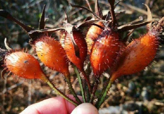 农村这种野果全身都是刺农民曾用它泡酒如今却一株难求