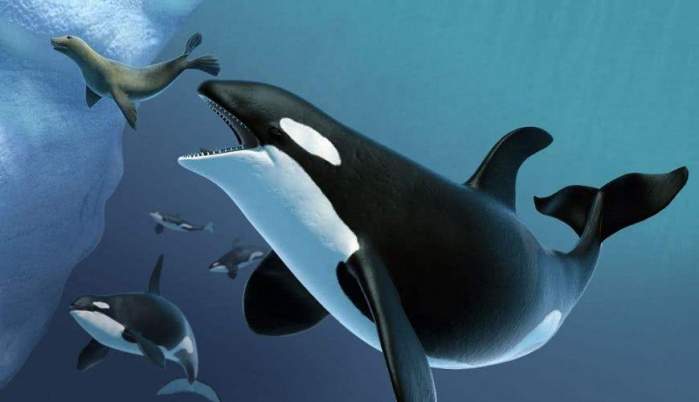 虎鲸|巨齿|大白鲨_新浪新闻