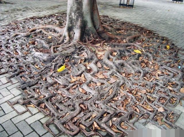 百年老树根部堆满密密麻麻的"毒蛇",等到看清后大吃一惊!