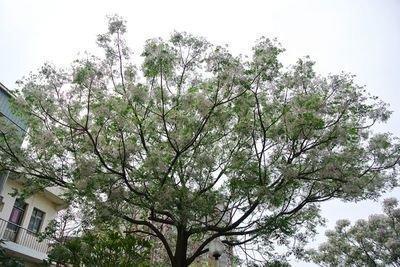 苦楝作用大城市美化全靠它找种子泡一泡自己能种