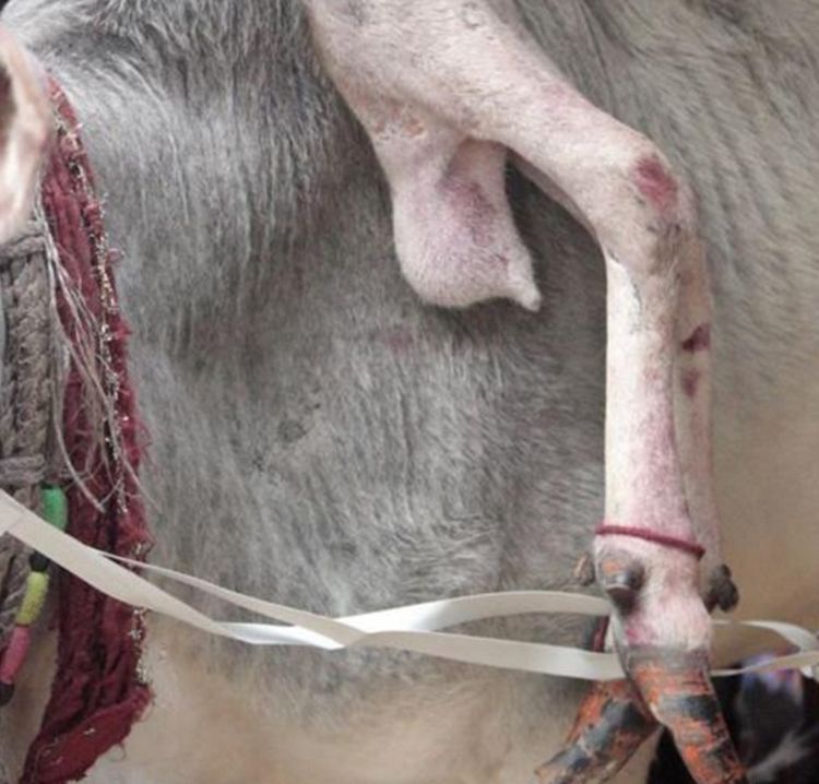 畸形牛被装扮十分奢华,来往路人还对着它朝拜,令国人疑惑不解!