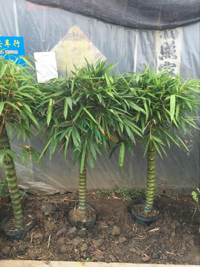 个头小巧,姿态优雅,佛肚竹盆景要细心,才能叶片常绿,福气满满