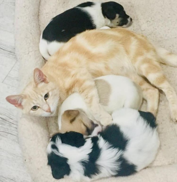 流浪猫失去刚出生的小猫,见到4只小狗后,竟与狗妈妈"抢小狗"