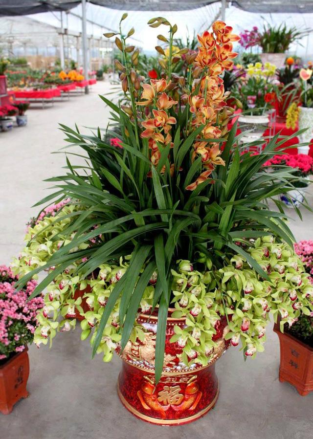 7种春节好运花总有一款适合你养在家里格外喜庆