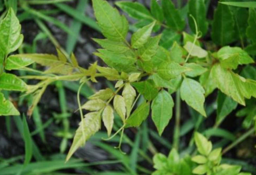 农村大哥上山找野生茶叶,人称"藤茶",晒干泡水喝味道先苦后甜