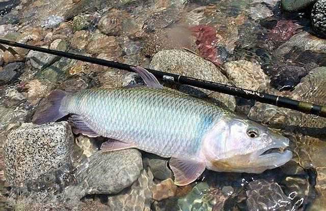 鱼塘中发现马口鱼,用蚯蚓钓底不愿咬钩,可路亚却有口,这是为何