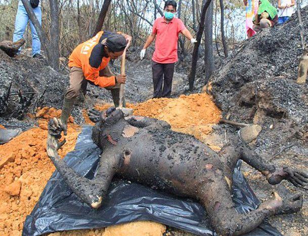 惨不忍睹的焦尸,调查原因后,让人愤怒不已|大猩猩|树林|火灾_新浪新闻