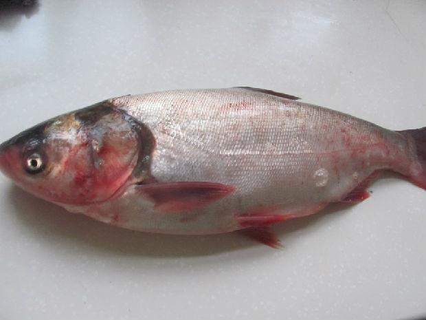 鲢鱼炖豆腐清淡美味, 肉嫩汤鲜, 健康营养好吃