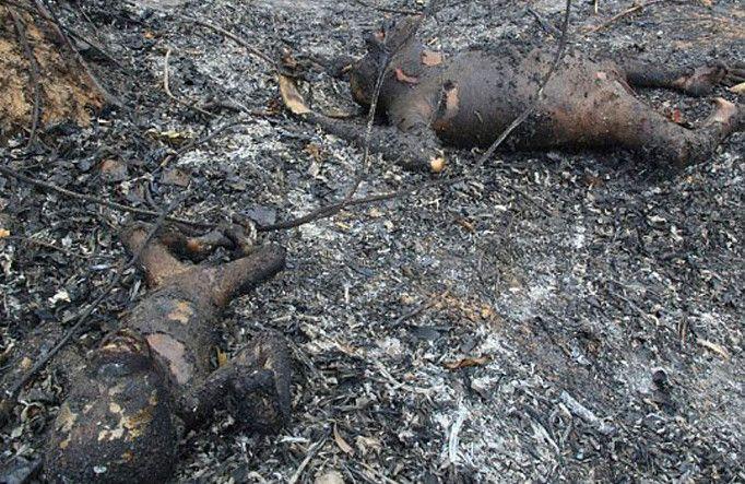 惨不忍睹的焦尸,调查原因后,让人愤怒不已|大猩猩|树林|火灾_新浪新闻