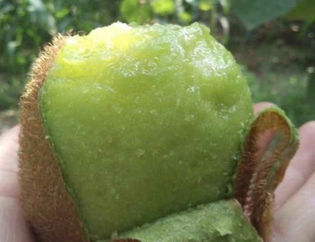 1种野生"猕猴桃",果子只有"拇指大",生长在悬崖边,珍贵!