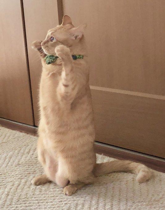 猫咪偷偷上床睡觉,被狗狗逮住,猫咪双手举高投降求原谅