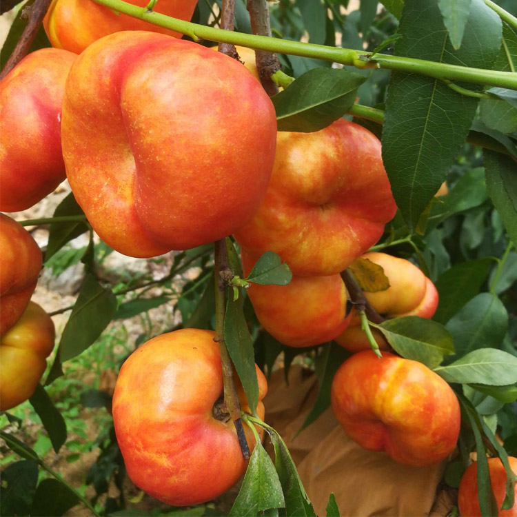 6-6油蟠桃果香浓郁,果肉极甜,硬脆的肉质带有浓郁的香气,俗话说得好