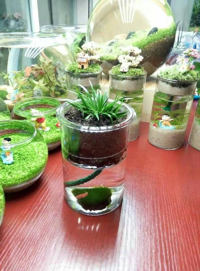 水培多肉"麻烦"少,叶子水灵灵胖嘟嘟,生出的嫩芽还能送人!