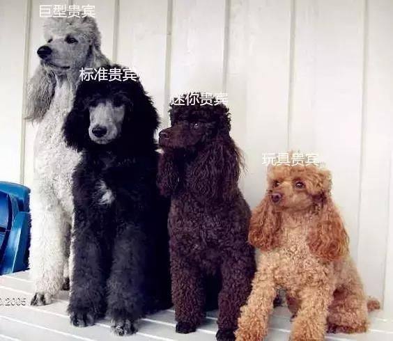 泰迪,贵宾,造型