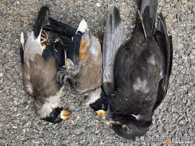 架"天网"捕"黑雀子",华容这名男子不仅非法捕鸟8只,还吃4只