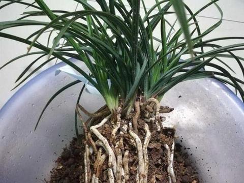 兰花植株根系数量和健康状况怎么判断,又该注意哪些大的方面?_新浪新闻