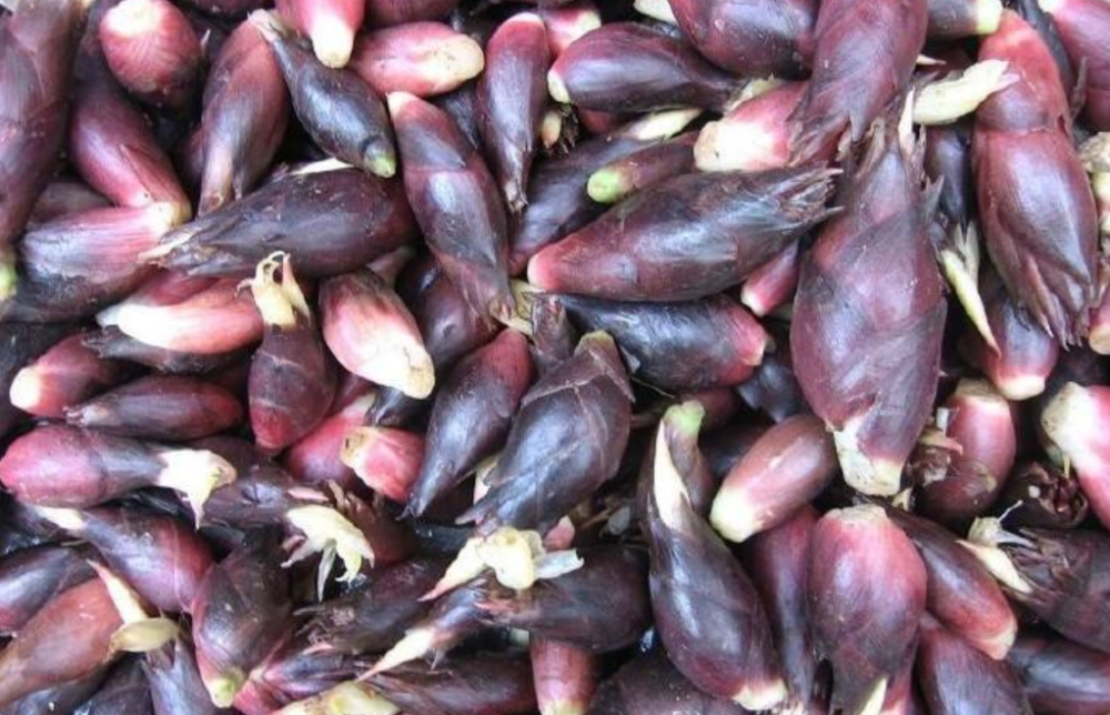 洋荷什么时候种植？