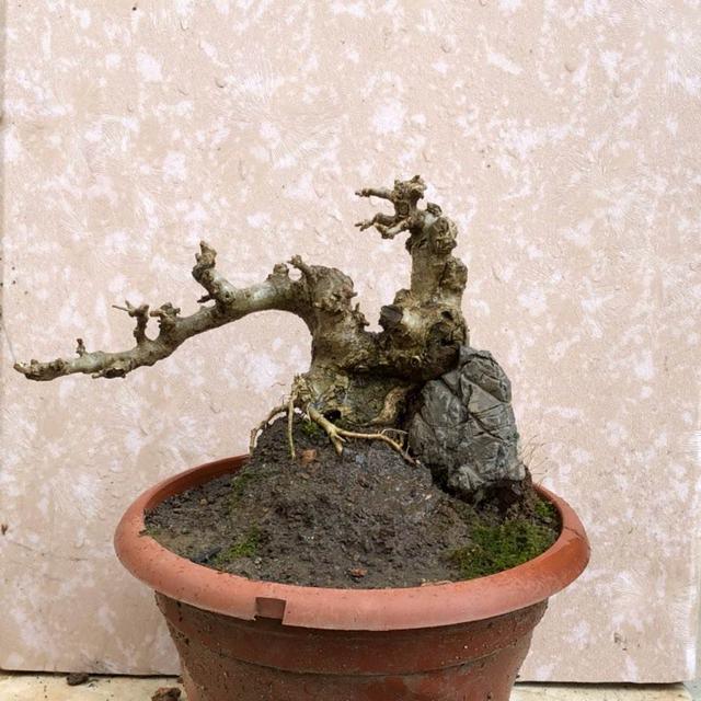 古朴有质地,对节白蜡盆景,十分好养,养在家里,更具品味!