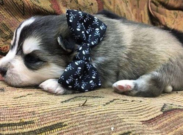 网友买了一只哈士奇,几个月后发现不对劲,一鉴定嘴都乐歪了休闲区蓝鸢梦想 - Www.slyday.coM 网友买了一只哈士奇,几个月后发现不对劲,一鉴定嘴都乐歪了休闲区蓝鸢梦想 - Www.slyday.coM