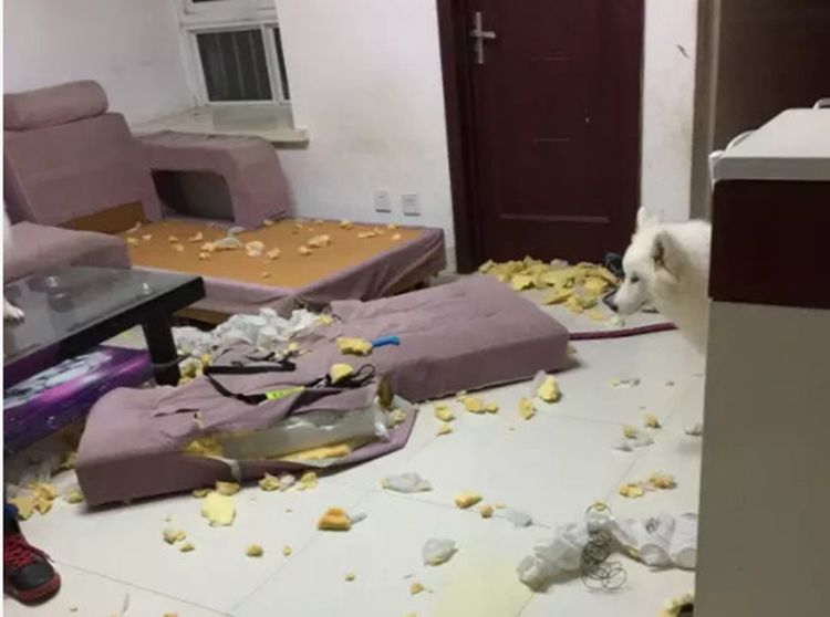 见家里成了一片狼藉,堪比车祸现场,这是被抢劫了还是