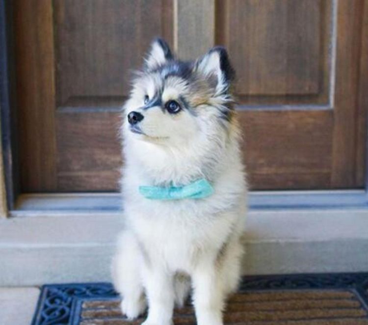 网友买了一只哈士奇,几个月后发现不对劲,一鉴定嘴都乐歪了休闲区蓝鸢梦想 - Www.slyday.coM 网友买了一只哈士奇,几个月后发现不对劲,一鉴定嘴都乐歪了休闲区蓝鸢梦想 - Www.slyday.coM