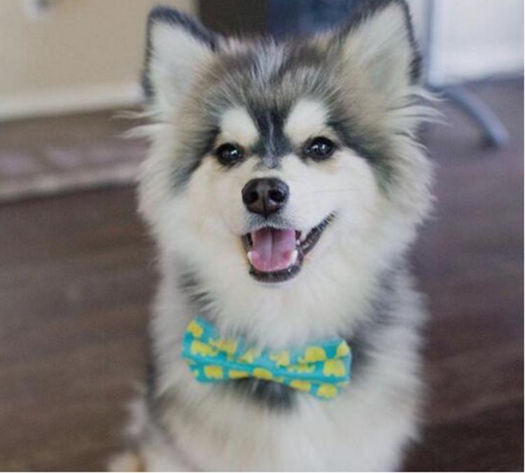 网友买了一只哈士奇,几个月后发现不对劲,一鉴定嘴都乐歪了休闲区蓝鸢梦想 - Www.slyday.coM 网友买了一只哈士奇,几个月后发现不对劲,一鉴定嘴都乐歪了休闲区蓝鸢梦想 - Www.slyday.coM