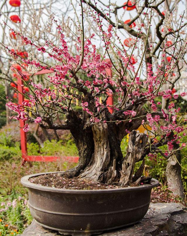 粉红色花瓣苍劲树桩暖冬红梅盆景怎么整姿里面窍门还不少