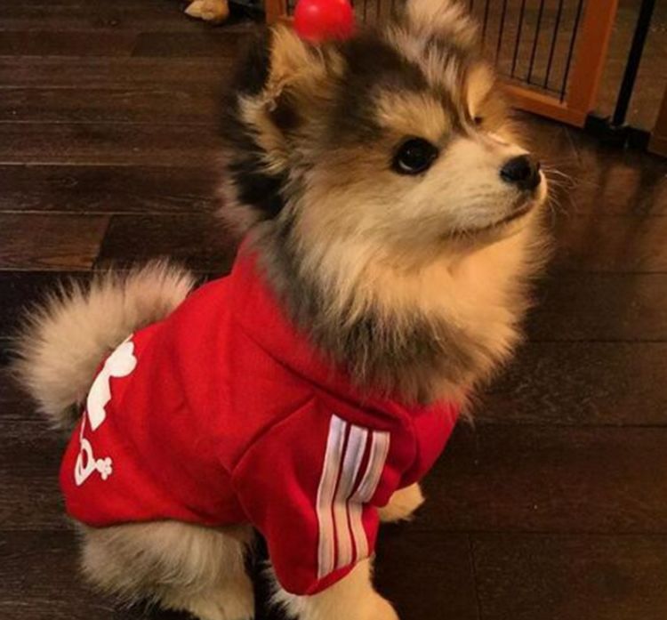 网友买了一只哈士奇,几个月后发现不对劲,一鉴定嘴都乐歪了休闲区蓝鸢梦想 - Www.slyday.coM 网友买了一只哈士奇,几个月后发现不对劲,一鉴定嘴都乐歪了休闲区蓝鸢梦想 - Www.slyday.coM