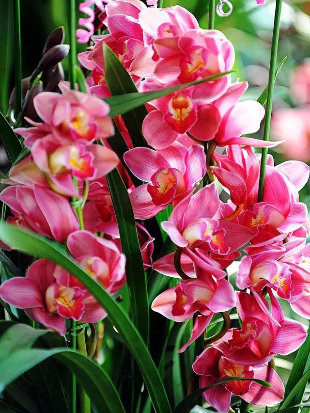 建兰红将军花大色艳花期长养护简单易成活花开喜庆又吉祥