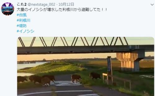 當地時間13日,日本利根川浮現出一群黑野豬,它們趟過河流跑過山坡,一路狂奔。圖片來源:社交媒體截圖。