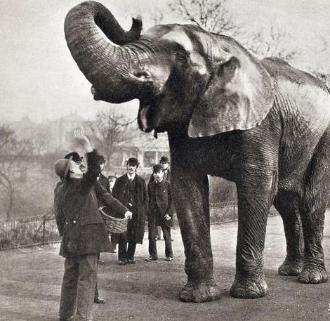 1916年被判绞刑的大象,舆论的力量,导致这头大象被判死刑
