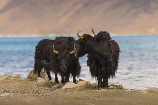 母牦牛的妊娠期补饲