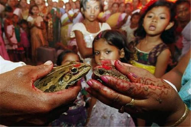 Indians are doing stupid things again? Doing weddings for frogs in search of rain, netizens: Zhenxiang warns!