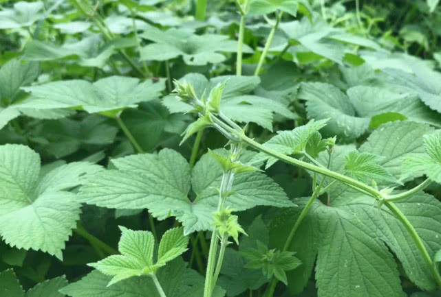 都说不要轻易碰这种"野草",但它是一味草药,被称为"活血草"