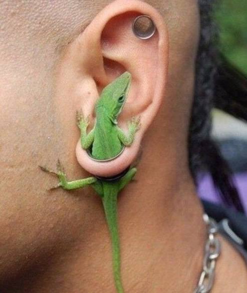 各种奇葩的耳环,相信各位都没有勇气戴